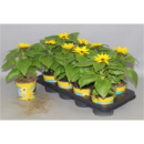 Helianthus an. 'Sunsation'