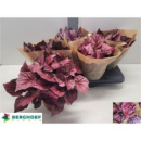 Begonia 'Beleaf' gemischt