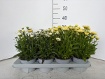 Leucanthemum maximum