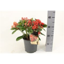 Skimmia jap. 'Lipstick'