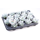 Mini Echeveria gefärbt silber