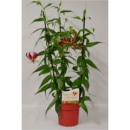 Gloriosa