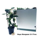 Hoya calycina 'Stargazer'