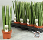 Sansevieria cyl.