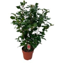 Camellia japon. "Dr. King"