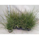 Juncus effusus 'Spiralis'