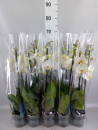 Phalaenopsis 2 Rispen weiß