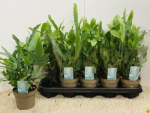 Phlebodium aureum 'Blue Star'