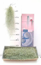 Tillandsia usneoides