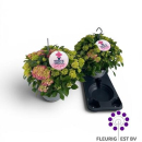Hydrangea "Table-Tensia" pink