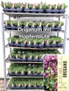 Oreganum "Purple Pink"