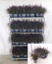 Pennisetum "Tiny Tails"