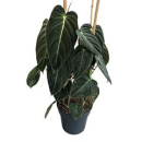 Philodendron melanochrysum