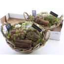 Sempervivum in Weidenschale