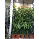 Ficus binn. 'Amstel King'