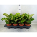 Homalomena wal. 'Camouflage'