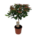 Viburnum tinus 'Gwenllian'