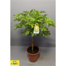 Pelargonium graev. 'Lemon Tree' Stamm