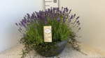 Lavandula Schale mit Mühlenbeckia