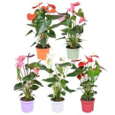 Anthurium gemischt