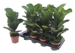 Ficus lyrata 'Bambino'