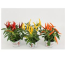 Capsicum annuum gemischt