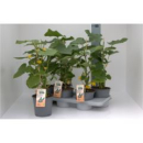 Cucumis sativus