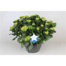 Hydrangea Schale blau