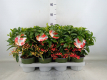 Ardisia crenata