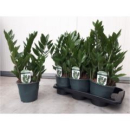 Zamioculcas zamiifolia