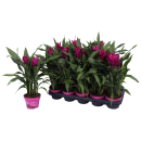 Curcuma lila