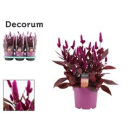 Celosia spic. 'Mystic Shades'