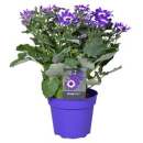 Pericallis "Senetti" blauweiß