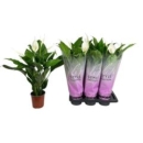 Spathiphyllum wallisii