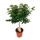 Viburnum tinus Stamm