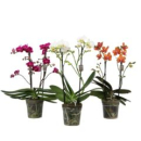 Phalaenopsis 2 Rispen Mix
