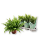 Nephrolepis exal. 'Green Moment'