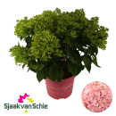 Hydrangea pan. "Pink Light"