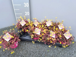 Oxalis "Crazy Pink"