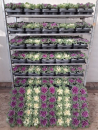 Brassica weiß