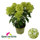 Hydrangea pan. "Whitelight"