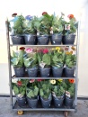 Gerbera Kübel