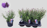 Verbena bonariensis