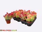Kalanchoe thyrsiflora