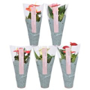 Anthurium gemischt