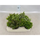 Mini Hebe gemischt