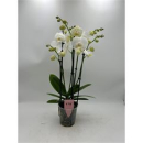 Phalaenopsis 5 Rispen weiß