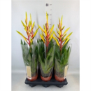Tillandsia Luminosa