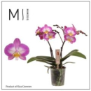 Phalaenopsis 2 Rispen "Pink Spirit"