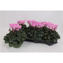 Cyclamen pers. hellrosa